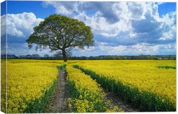 Notton Rapeseed Field and Lone Tree Canvas Print by Darren Galpin
