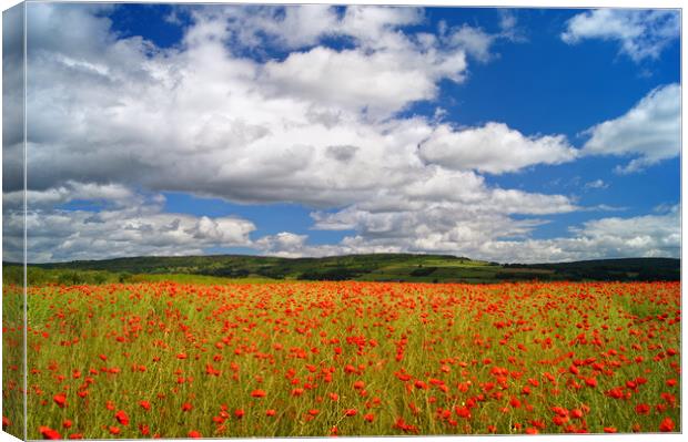 Poppy Field near Baslow, Derbyshire  Canvas Print by Darren Galpin