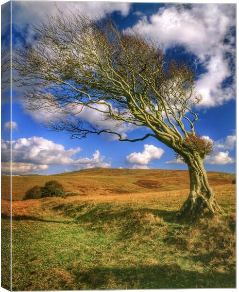 Hawthorn Tree on Dartmoor  Canvas Print by Darren Galpin