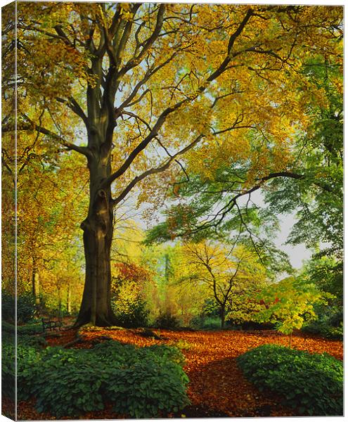 Autumn Colours Sheffield Botanical Gardens Canvas Print by Darren Galpin