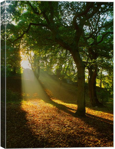 Light Rays in the Park Canvas Print by Darren Galpin