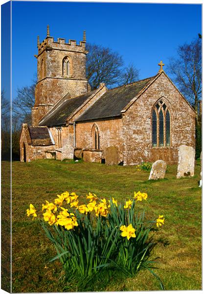 St Andrews Church & Daffodils, Burstock, Dorset Canvas Print by Darren Galpin
