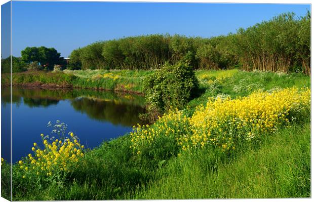 Spring Flowers on Banks of River Don Canvas Print by Darren Galpin