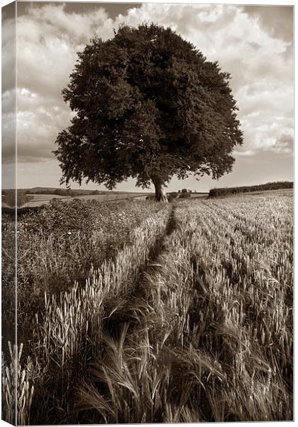 Barley Field & The Sentinel,Somerset Canvas Print by Darren Galpin
