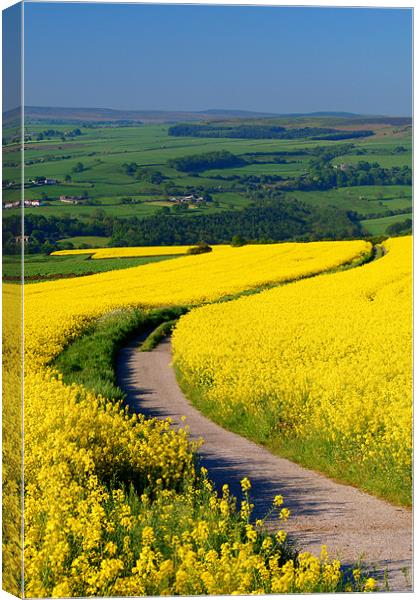 Rapeseed field near Damflask Reservoir Canvas Print by Darren Galpin