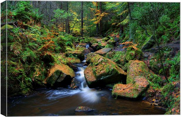 Wyming Brook with Autumn Colours Canvas Print by Darren Galpin