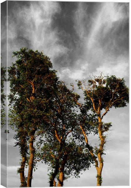 Scots Pine Trees Canvas Print by Darren Galpin