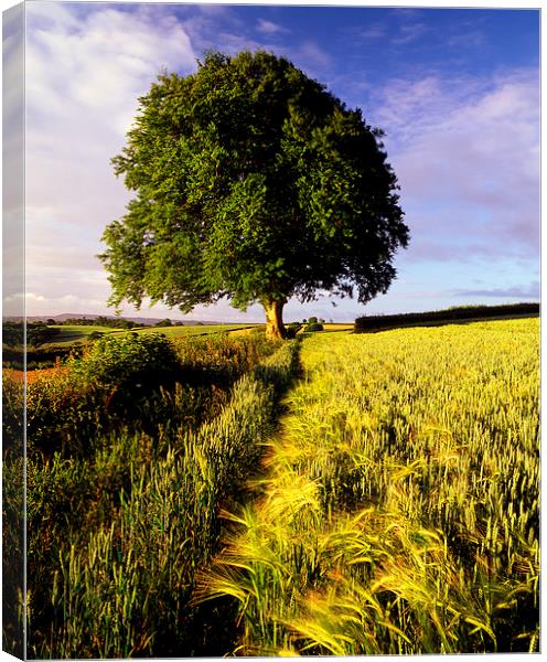 Oak and Barley Canvas Print by Darren Galpin