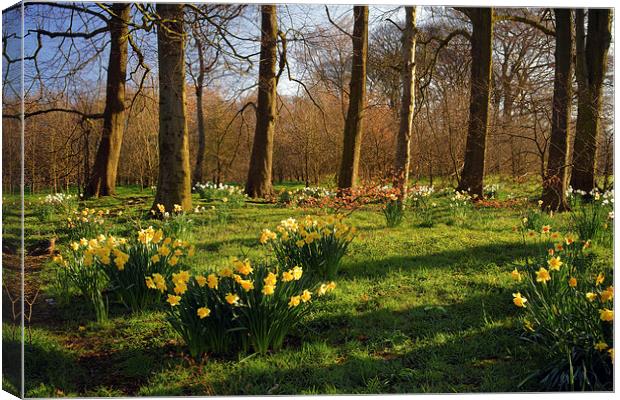 Graves Park Daffodils, Sheffield Canvas Print by Darren Galpin