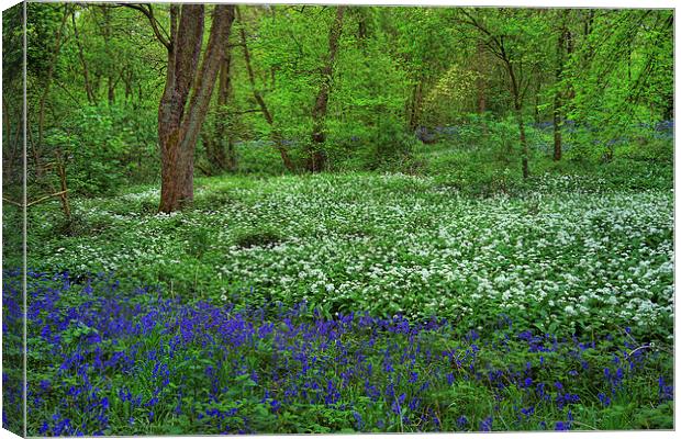 Woolley Wood Bluebells & Wild Garlic Canvas Print by Darren Galpin