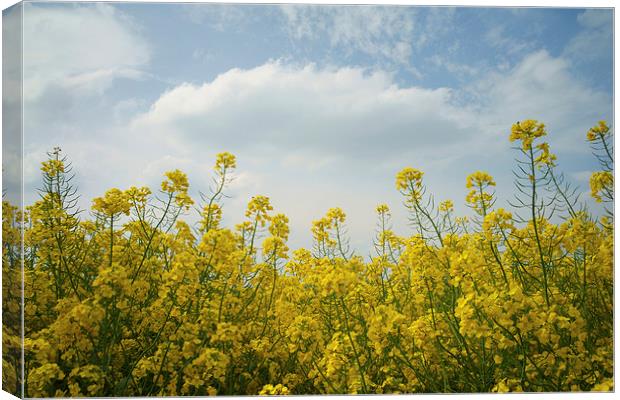 Rapeseed field,South Yorkshire Canvas Print by Darren Galpin