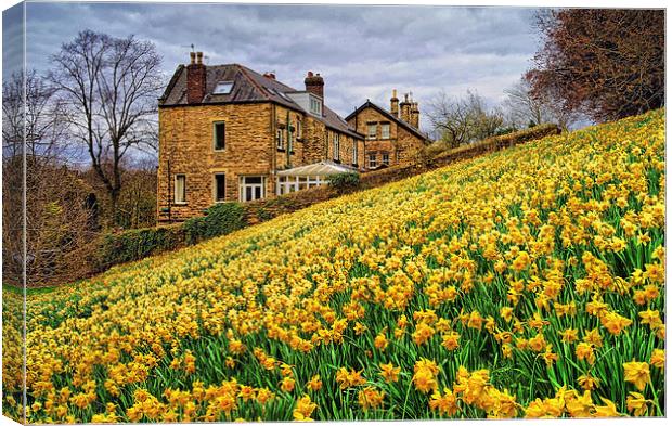 Field of Daffodils Canvas Print by Darren Galpin