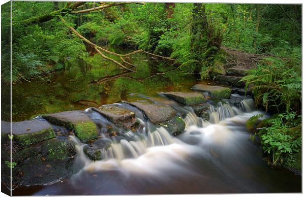 Third Coppice Stepping Stones, Rivelin  Canvas Print by Darren Galpin