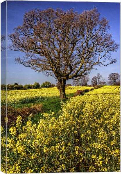 Rapeseed field and Lone Tree  Canvas Print by Darren Galpin