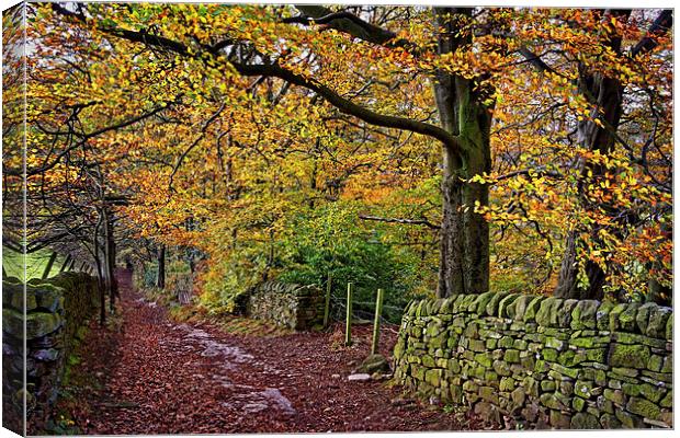 Bamford Path in Autumn  Canvas Print by Darren Galpin
