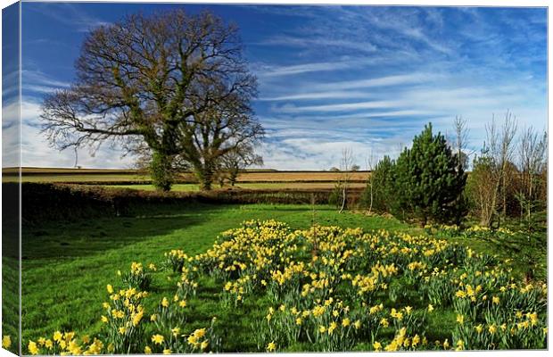 Daffodils at Snowdon Park                       Canvas Print by Darren Galpin