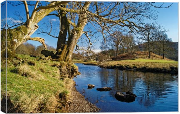 Banks of the River Brathay                       Canvas Print by Darren Galpin
