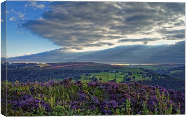 Heather on Millstone Edge                          Canvas Print by Darren Galpin