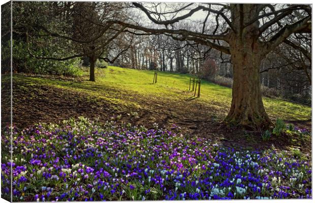 Springtime in Endcliffe Park                       Canvas Print by Darren Galpin