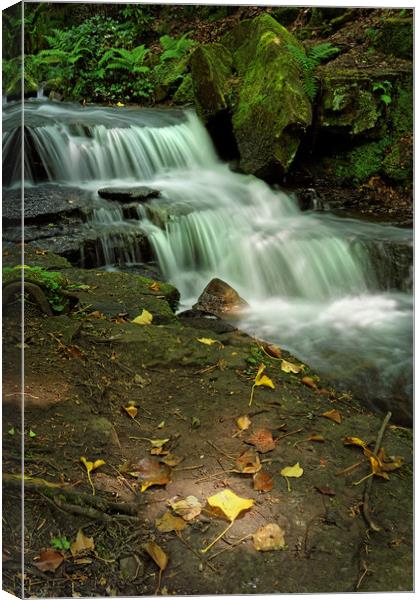 Glowing Beauty at Lumsdale                         Canvas Print by Darren Galpin