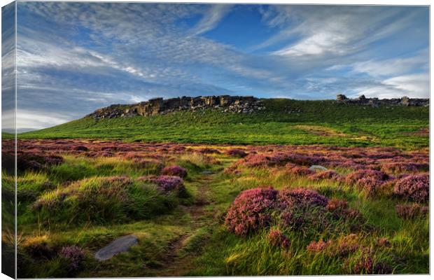 Higger Tor Heather Canvas Print by Darren Galpin