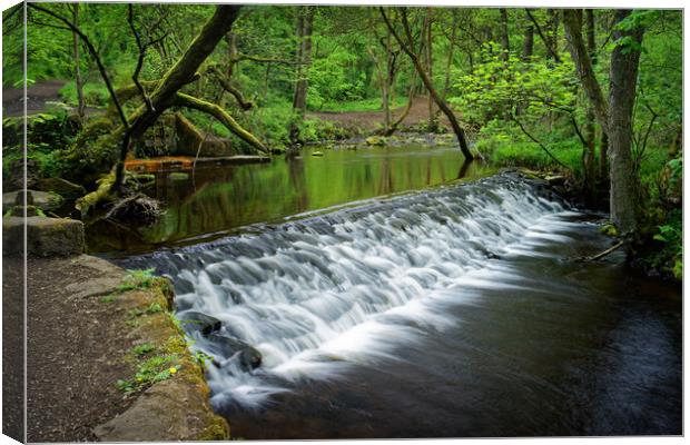  Holme Head Weir, Rivelin                          Canvas Print by Darren Galpin