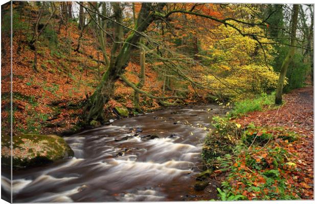 River Rivelin during Autumn                        Canvas Print by Darren Galpin