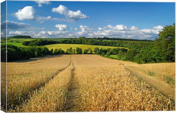   Wheat Field near Wentworth                       Canvas Print by Darren Galpin