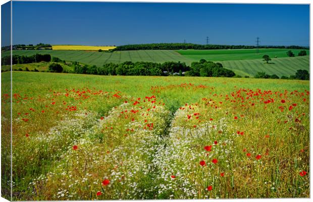 Poppies and Chamomile                              Canvas Print by Darren Galpin