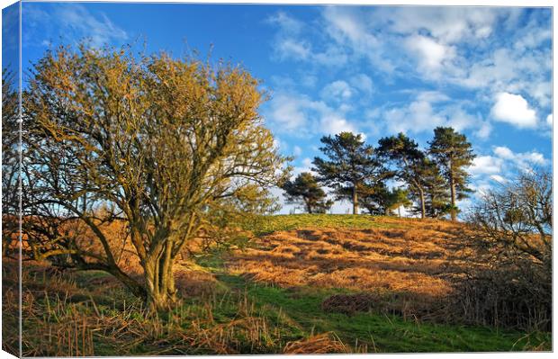 Colmers Hill                      Canvas Print by Darren Galpin