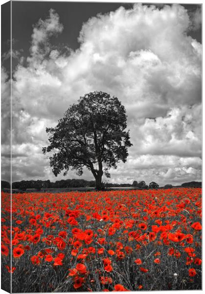 Baslow Poppies Canvas Print by Darren Galpin