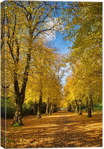 Avenue of Gold  Canvas Print by Darren Galpin