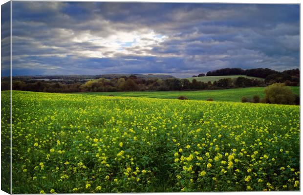 Rapeseed Field near Barnsley Canvas Print by Darren Galpin