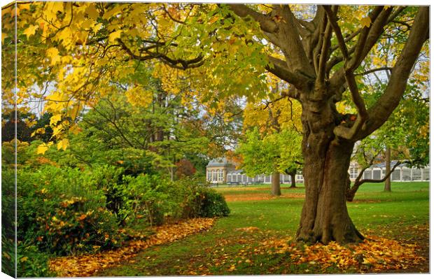 Sheffield Botanical Gardens in Autumn Canvas Print by Darren Galpin