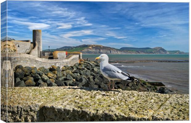 Lyme Bay and Gun Cliff Walk Canvas Print by Darren Galpin