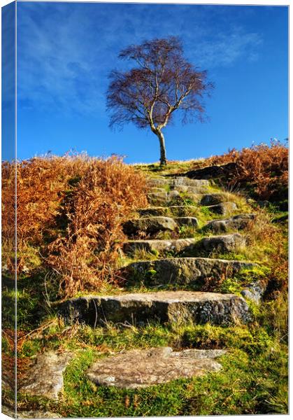 Lone Tree near Fox House Canvas Print by Darren Galpin