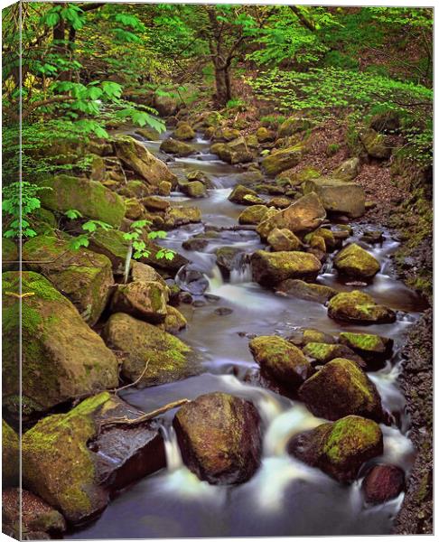 Padley Gorge in Spring Canvas Print by Darren Galpin