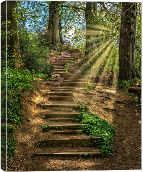 Woodland Staircase Canvas Print by Darren Ball