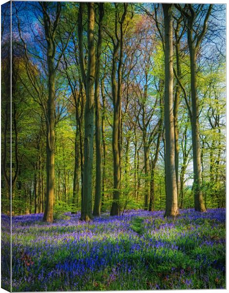 Bluebell Time Again Canvas Print by Darren Ball