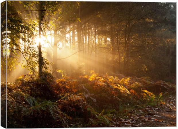 early morning sunbeams Canvas Print by Darren Ball