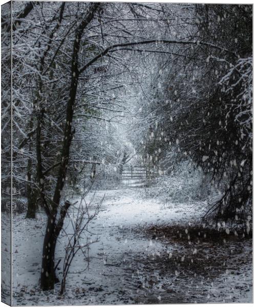 Snow is falling Canvas Print by Darren Ball