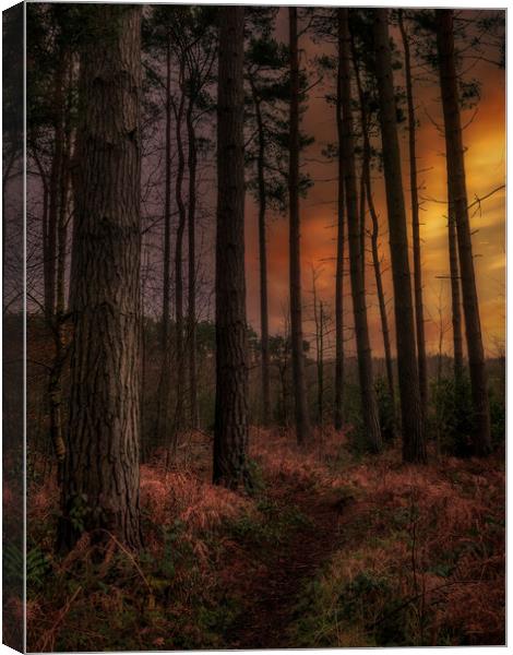 Thieves Wood Canvas Print by Darren Ball