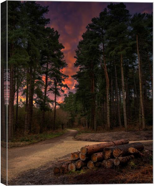 Woodland Sunset Canvas Print by Darren Ball