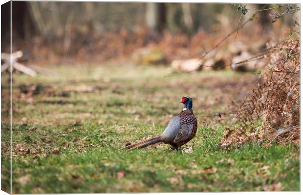 pheasant Canvas Print by kevin murch