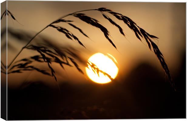 Time to Harvest Canvas Print by Mark Kendrick