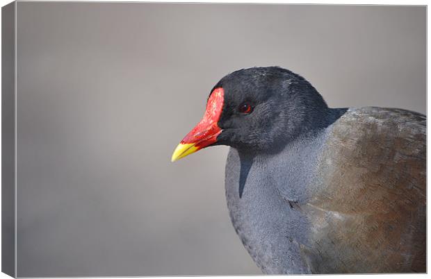 Gorgeous Red Beak Duck Canvas Print by nicholas mordecai