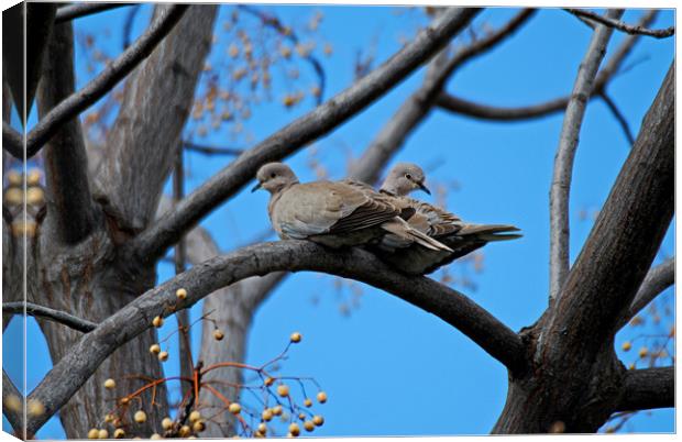 Doves in love Canvas Print by Barry Foote