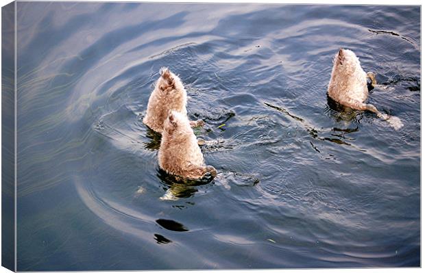 Cygnets synchronised swimming Canvas Print by Paul Judge