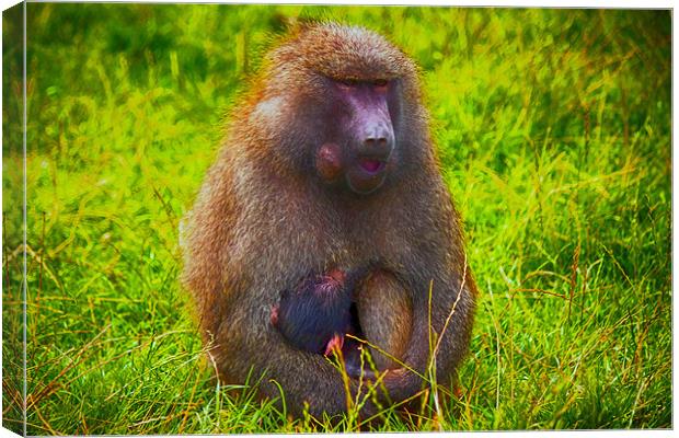 Baboon and Baby Canvas Print by paul jenkinson