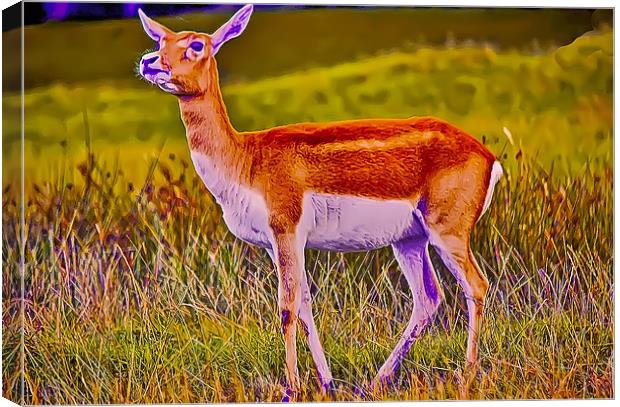 Deer Alert Canvas Print by paul jenkinson